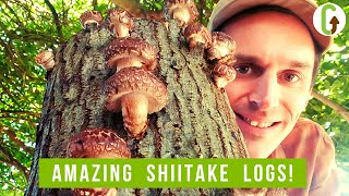 Growing Mushrooms on Logs I How to Grow Mushrooms I GroCycle