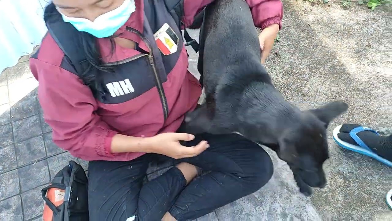 Blacky got first vaccine!! He very healthy Thank You 4 Donation from Ausie Friends 