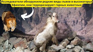 Исследователи обнаружили редкие виды львов в высокогорье Эфиопии, они терроризируют горных животных