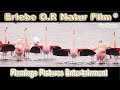 Zwillbrocker Venn 2023- Die Balz der Flamingos- Vreden