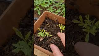 Domateste Yaprak Sararmasının Sebebi Nedir?