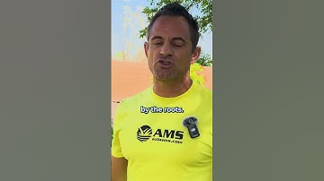 Can You Mow Wet Lawn?