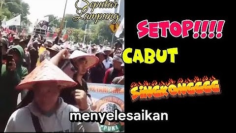 AKAN KAH HARGA SINGKONG AKAN SETABIL