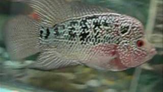 Tkml 4 -- 4.5 Thai Kamalau - Www.aquaticwonderland.com