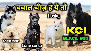 Kci Black German Shepherd Cane Corso Siberian Husky Chow Chow For Sale