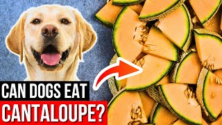 Never Feed Your Dog Cantaloupe Until You Watch This! | Can Dogs Eat Cantaloupe? Can My Dog Have Cantaloupe