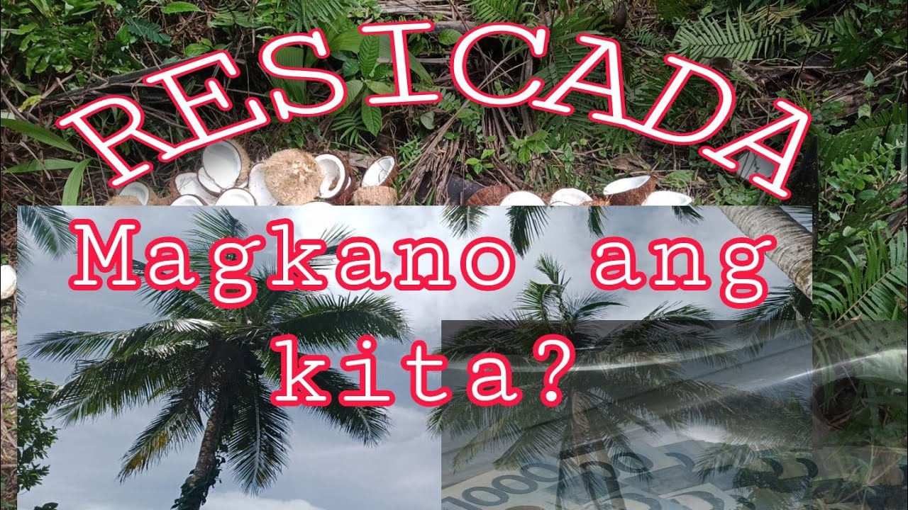 Resicada (copra coconut price) - YouTube