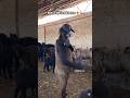 Bakra Eid special 🐐😃#comedy #funny #viral #shorts #foryou #explore