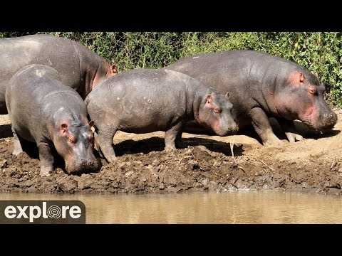 Mpala Research Centre Watering Hole – Kenya — Laikipia, Central Kenya live camera thumbnail