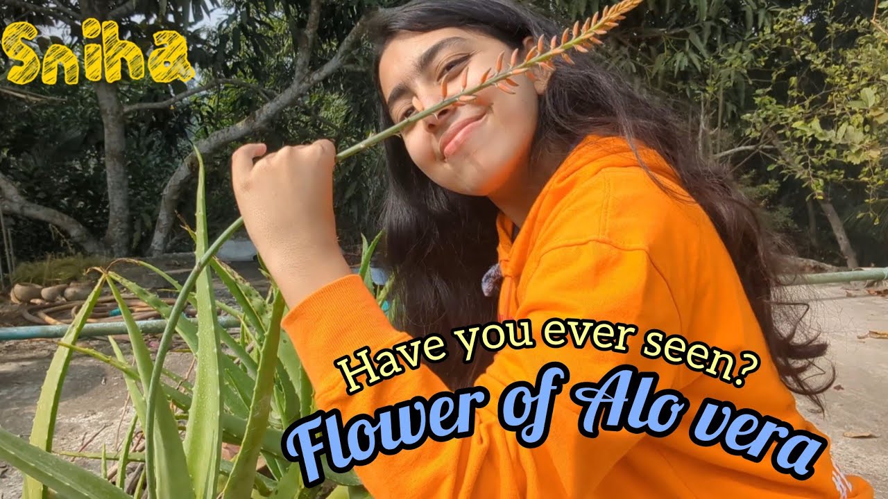 Have you ever seen a flower of Aloe vera? ,🤔🌷 watch this 