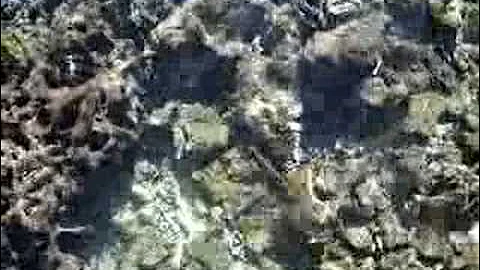 baby black tip in the reef