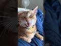 Can cats really sense that their owners are pregnant? The daily lives of big and small cats
