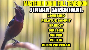 KOLIBRI NINJA JUARA NASIONAL FULL TEMBAKAN TONJOLAN MEWAH