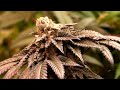 HARVEST RESULT: 5 PLANT INDOOR CANNABIS GROW!