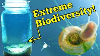 Homemade Ecosphere - 2 Month Update! (Extreme Biodiversity)