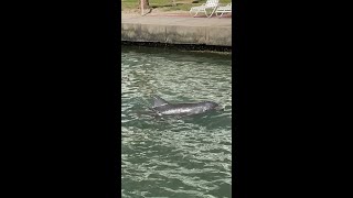 Дельфин! 🐬Послушайте Как Дельфин Дышит. Dolphin. Dolphin Breathing.#Short