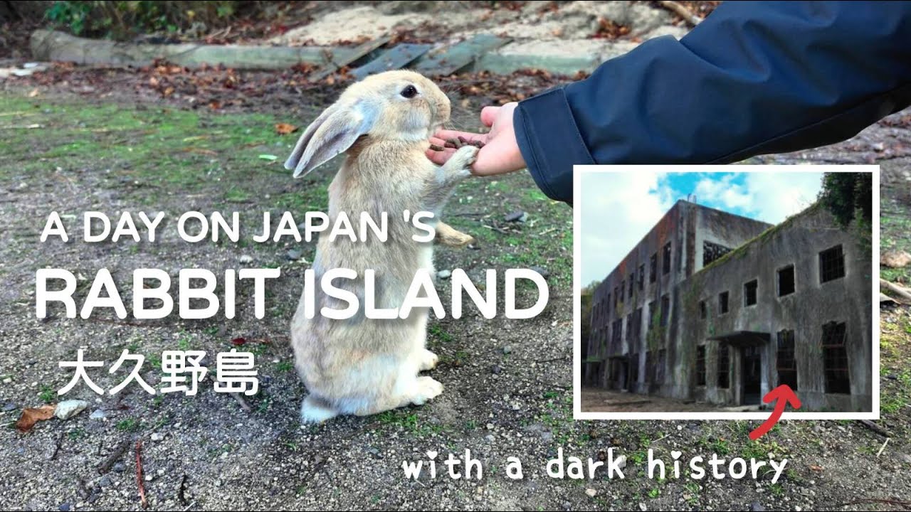 🐰🇯🇵 Japan's Rabbit Island: Cute Bunnies and a Dark History 日本