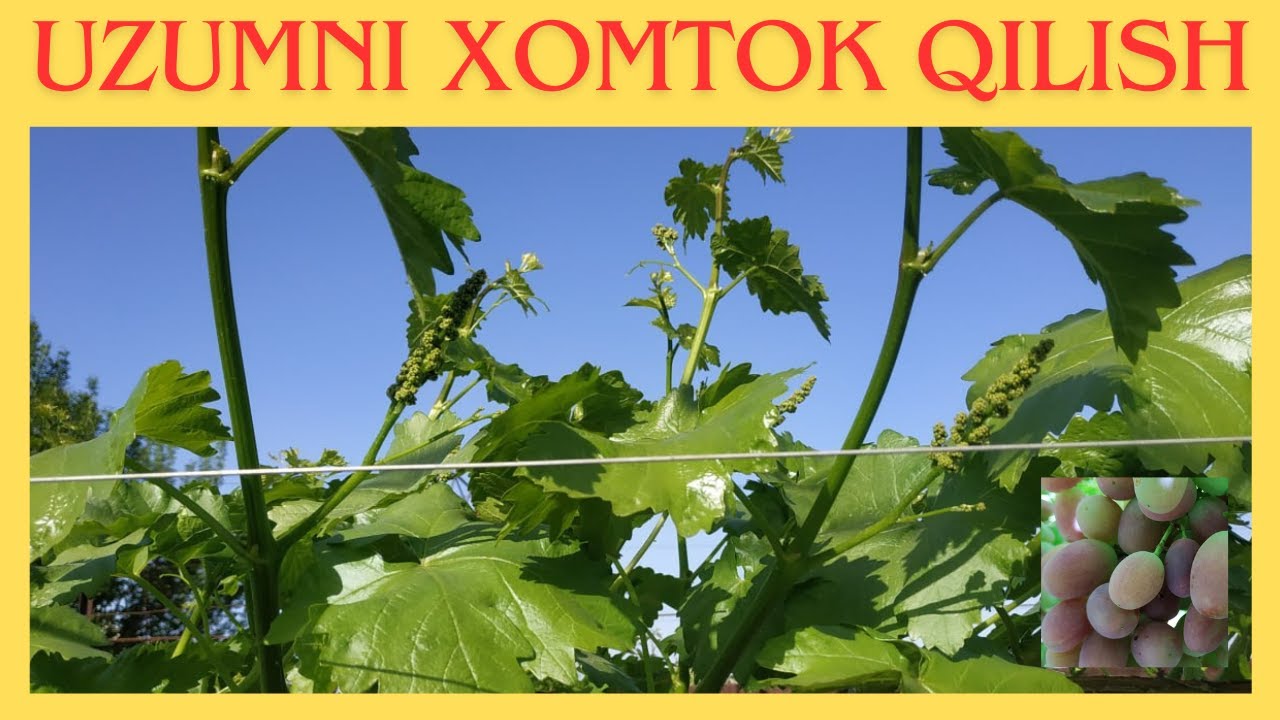 Uzumni xomtok qilish #uzum #dehqonchilik #üzüm - YouTube