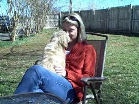 Summer's Goldendoodle Pups