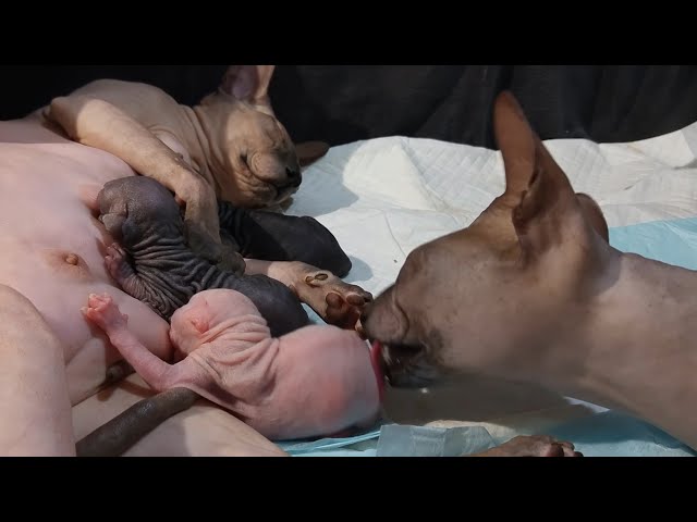 Cats,Mommy and Daddy celebrate newborn sphynx kittens / DonSphynx