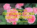 Розы. Питомники которым можно доверять. Первая посылка из питомника ‘’ Розы Вдохновения ‘’🌹🌹🌹