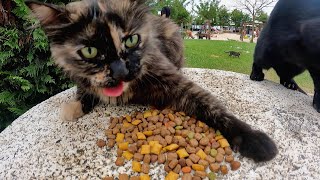 Feeding stray cats in Istanbul for a day enriches your heart. by Adorable Paws 1,558 views 3 hours ago 19 minutes