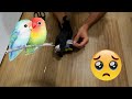 How to Clip Your Lovebird