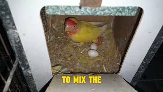 The Importance of Soft Food for Parrots: Nutritional Benefits and Feeding Tips. soft food screenshot 5