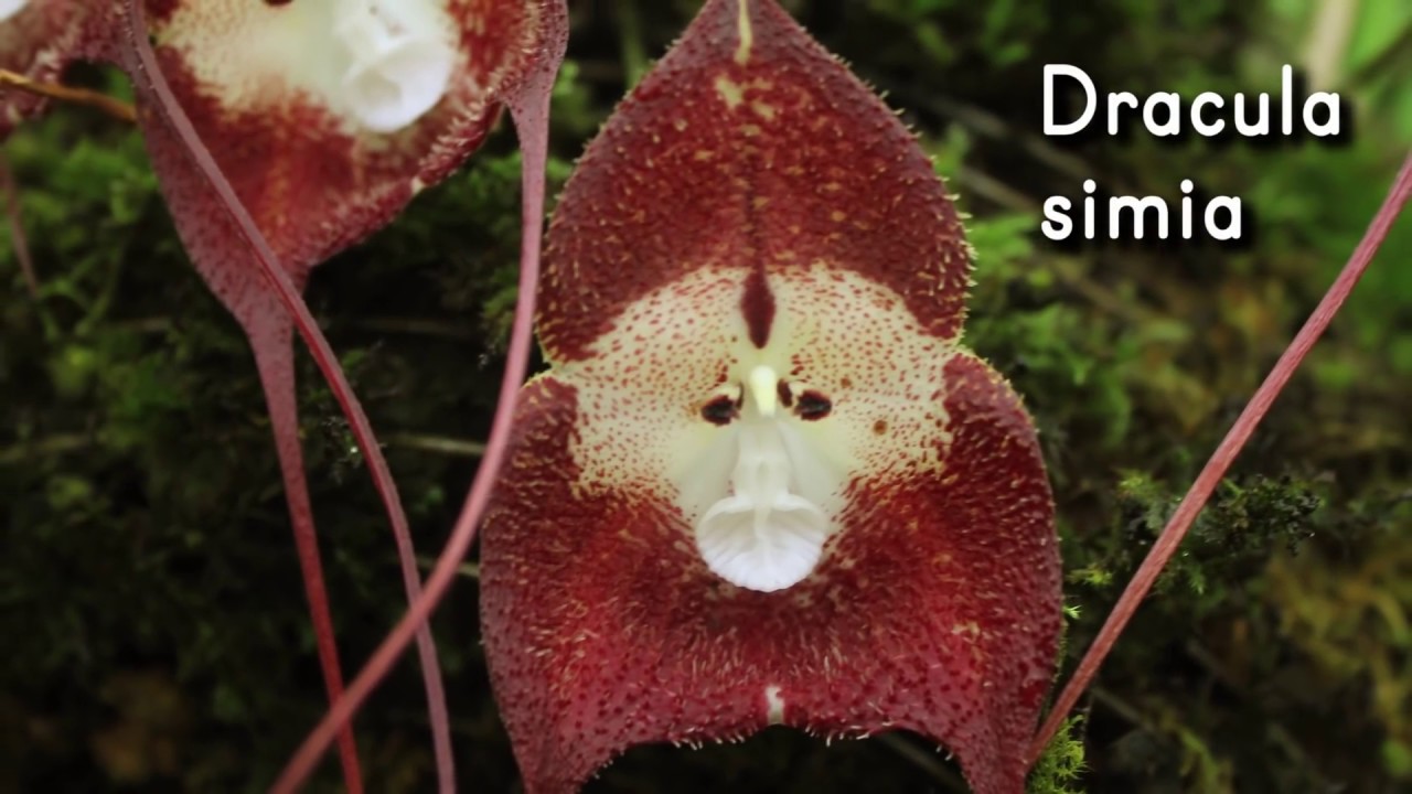 Orquídea Dracula simia ? Cara de Mono - YouTube