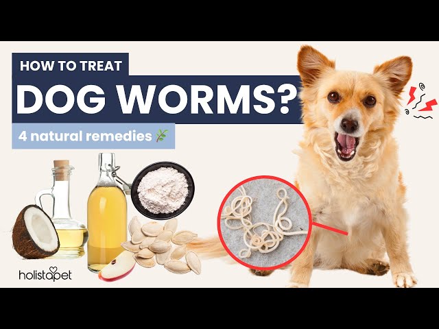 How to Kill Dog Worms Instantly: Natural Remedies That Work Fast