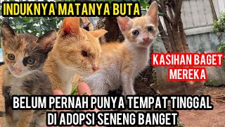 Menolong Anak Kucing Dan Induknya Yang Buta Satu Di Jalanan..‼️