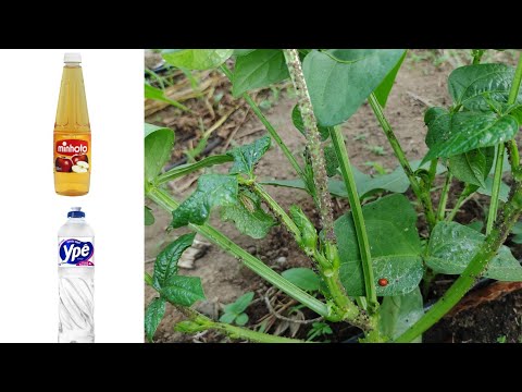 Vídeo: Besouros em minhas plantas de feijão verde - dicas sobre controle de besouro de feijão verde