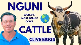 Nguni Cattle are the MOST ROBUST in the World | Clive Biggs