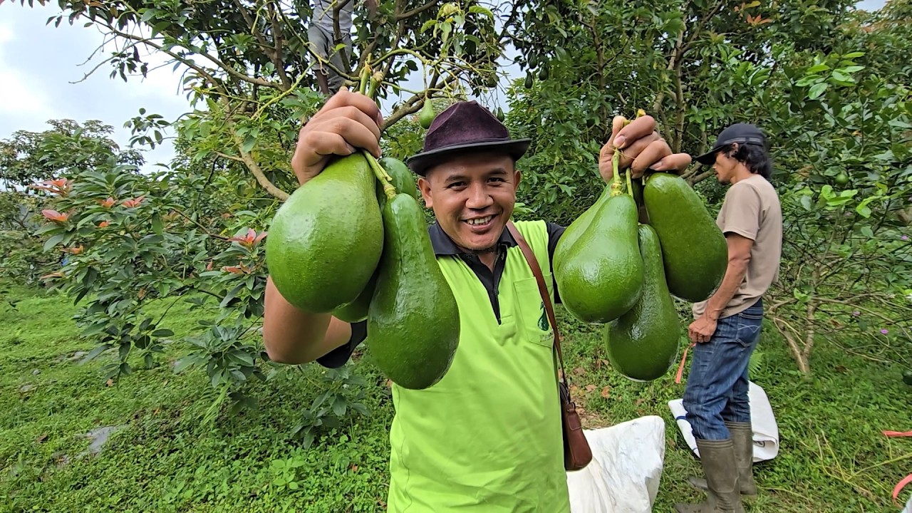 Petik Alpukat Pangeran ke 22 kali di ketinggian 1200 Mdpl. Mlandi Wonosobo - Bumi Lestara EP2