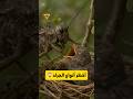 جراد يلتهم عصفور 😱😱
