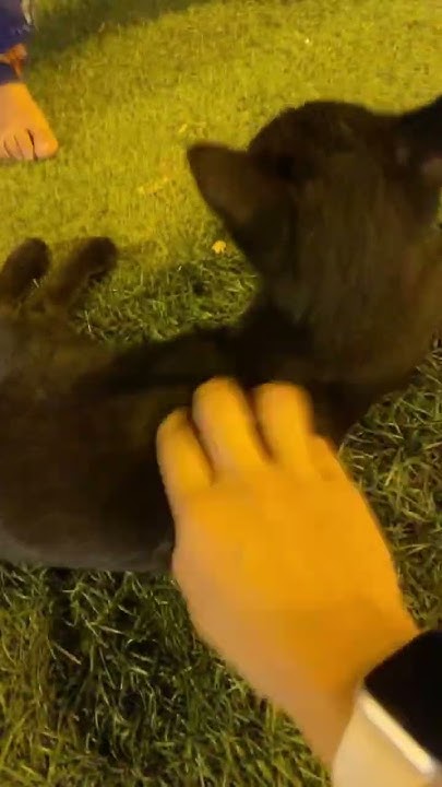 oh-so-cute-cat-she-is-love-me-and-play-me-youtube