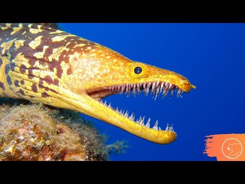 Vídeo: Morayeel (peixe). Moreia gigante: foto