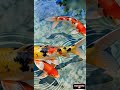 ikan koi - video Ai #fypyoutube