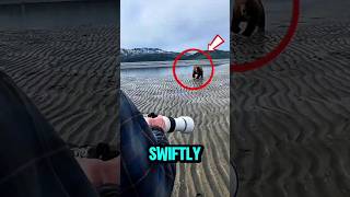 Black bear close encounter