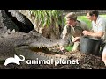 Robert assalta o ninho do crocodilo! | A Família Irwin | Animal Planet Brasil