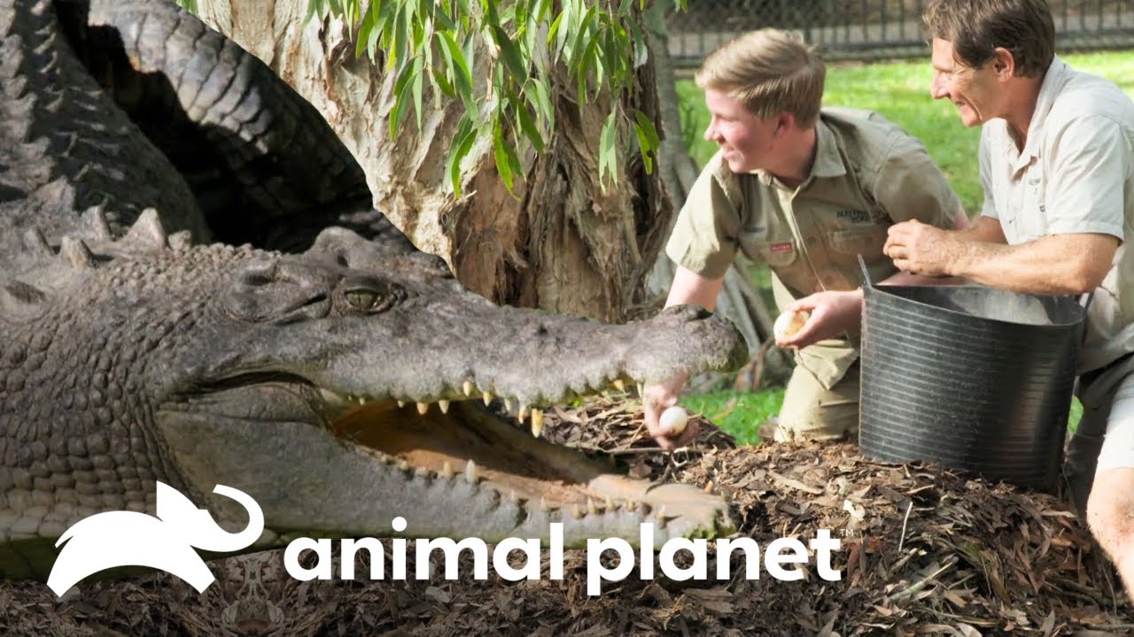 Robert assalta o ninho do crocodilo! | A Família Irwin | Animal Planet Brasil