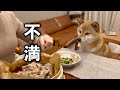 自分より明らかに豪華なママのご飯を見て不満たらたらな柴犬