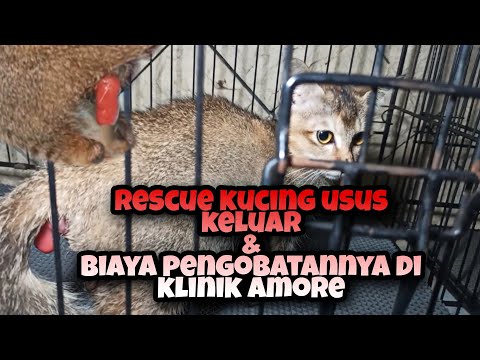 Video: Tumor Usus (Leiomyoma) Pada Kucing
