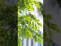 Captured on Video: Bangkok Window Cleaner’s Harrowing Escape During Earthquake! #shorts #earthquake