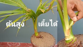 กรีดแต่งบอนไซมะพร้าว ต้นสูงๆให้เตี้ยลง ปล่อยให้ยาวแล้วกรีด Bonsai coconut kelapa