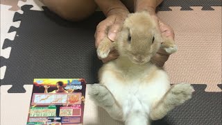 ウサギとワンピーススクラッチを削る　エース　One piece scratch　【Repezen Rabbit】【うさぎ79】 bunny Prince  ネザーランドドワーフ　スピンラブ　2号