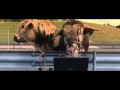 Talking animals bulls actually understand english the funniest animal commercial ever