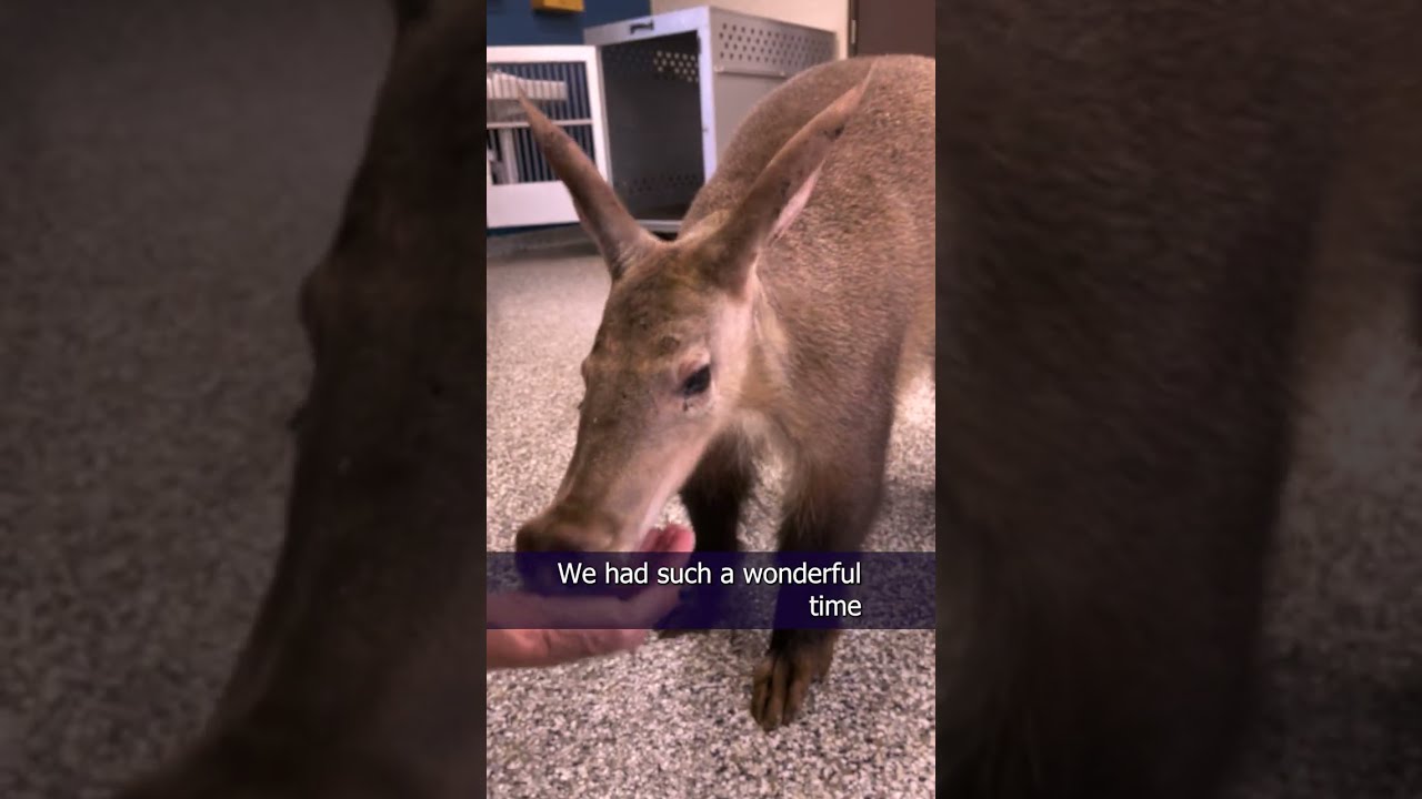 Meeting Aardvarks at the Nashville Zoo @zoonashville