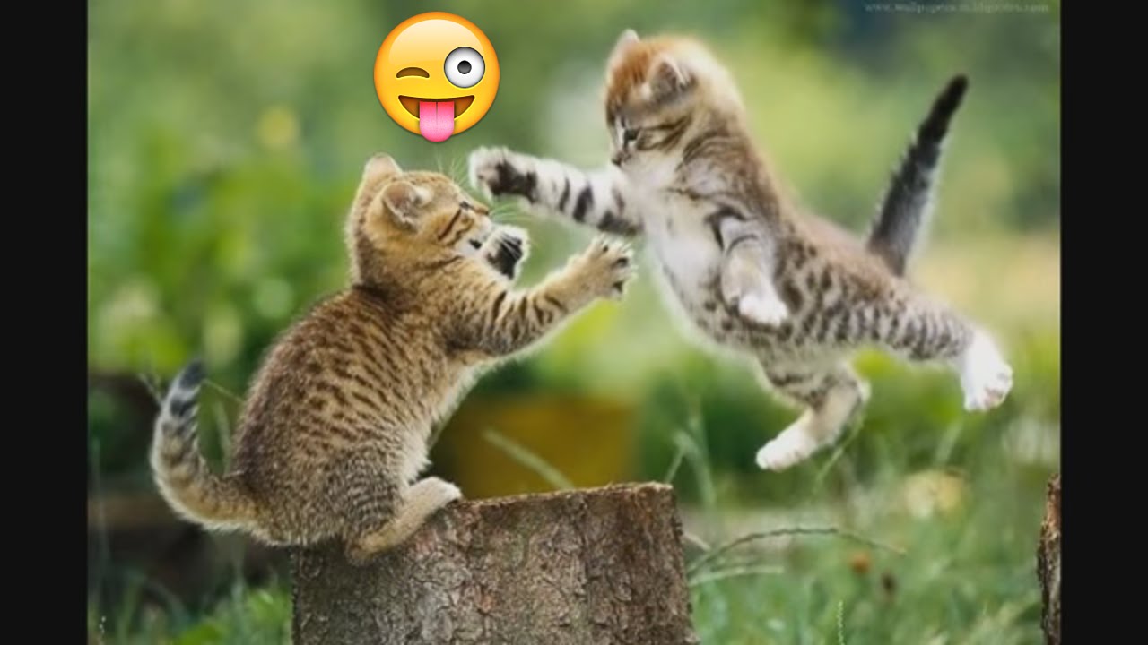 Top Ten Cute Animals Top 10 Cute Animals In The World All React