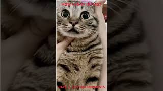 Funny Pets Compilation In Tiktok - Try Not To Laugh